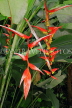 SRI LANKA, Kandy, Peradeniya Botanical Gardens, Heliconia flowers, SLK4876JPL