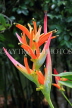 SRI LANKA, Kandy, Peradeniya Botanical Gardens, Heliconia flowers, SLK4883JPL