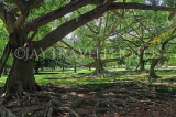 SRI LANKA, Kandy, Peradeniya Botanical Gardens, Java Fig Trees, SLK5858JPL