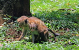 SRI LANKA, Kandy, Peradeniya Botanical Gardens, Macaque Monkeys, SLK4961JPL