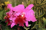 SRI LANKA, Kandy, Peradeniya Botanical Gardens, Orchid House, Cattleya Orchid, SLK4968JPL