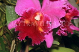 SRI LANKA, Kandy, Peradeniya Botanical Gardens, Orchid House, Cattleya Orchid, SLK4985JPL