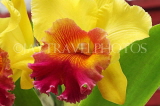 SRI LANKA, Kandy, Peradeniya Botanical Gardens, Orchid House, Cattleya Orchid, SLK4986JPL