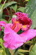 SRI LANKA, Kandy, Peradeniya Botanical Gardens, Orchid House, Cattleya Orchid, SLK5003JPL