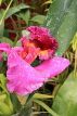 SRI LANKA, Kandy, Peradeniya Botanical Gardens, Orchid House, Cattleya Orchid, SLK5004JPL