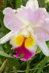 SRI LANKA, Kandy, Peradeniya Botanical Gardens, Orchid House, Cattleya Orchid, SLK5011JPL