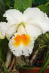 SRI LANKA, Kandy, Peradeniya Botanical Gardens, Orchid House, Cattleya Orchid, SLK5013JPL