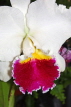 SRI LANKA, Kandy, Peradeniya Botanical Gardens, Orchid House, Cattleya Orchid, SLK5026JPL