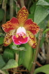 SRI LANKA, Kandy, Peradeniya Botanical Gardens, Orchid House, Cattleya Orchid, SLK5034JPL