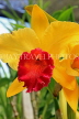 SRI LANKA, Kandy, Peradeniya Botanical Gardens, Orchid House, Cattleya Orchid, SLK5834JPL