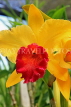 SRI LANKA, Kandy, Peradeniya Botanical Gardens, Orchid House, Cattleya Orchid, SLK5834JPL