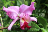 SRI LANKA, Kandy, Peradeniya Botanical Gardens, Orchid House, Cattleya Orchid, SLK5835JPL