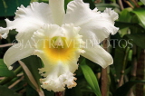 SRI LANKA, Kandy, Peradeniya Botanical Gardens, Orchid House, Cattleya Orchid, SLK5836JPL