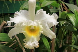 SRI LANKA, Kandy, Peradeniya Botanical Gardens, Orchid House, Cattleya Orchid, SLK5837JPL