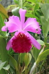SRI LANKA, Kandy, Peradeniya Botanical Gardens, Orchid House, Cattleya Orchid, SLK5838JPL