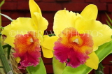 SRI LANKA, Kandy, Peradeniya Botanical Gardens, Orchid House, Cattleya Orchids, SLK4966JPL