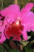 SRI LANKA, Kandy, Peradeniya Botanical Gardens, Orchid House, Cattleya Orchids, SLK4969JPL