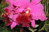SRI LANKA, Kandy, Peradeniya Botanical Gardens, Orchid House, Cattleya Orchids, SLK4970JPL