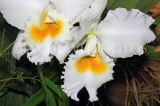 SRI LANKA, Kandy, Peradeniya Botanical Gardens, Orchid House, Cattleya Orchids, SLK4999JPL