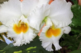 SRI LANKA, Kandy, Peradeniya Botanical Gardens, Orchid House, Cattleya Orchids, SLK5005JPL
