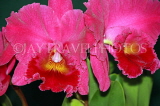 SRI LANKA, Kandy, Peradeniya Botanical Gardens, Orchid House, Cattleya Orchids, SLK5023JPL