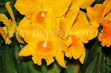 SRI LANKA, Kandy, Peradeniya Botanical Gardens, Orchid House, Cattleya Orchids, SLK5024JPL
