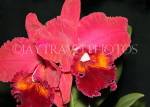 SRI LANKA, Kandy, Peradeniya Botanical Gardens, Orchid House, Cattleya Orchids, SLK5025JPL