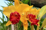 SRI LANKA, Kandy, Peradeniya Botanical Gardens, Orchid House, Cattleya Orchids, SLK5833JPL
