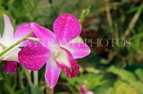 SRI LANKA, Kandy, Peradeniya Botanical Gardens, Orchid House, Dendrobium Orchid, SLK5010JPL