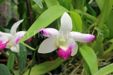 SRI LANKA, Kandy, Peradeniya Botanical Gardens, Orchid House, Dendrobium Orchids, SLK4994JPL