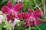 SRI LANKA, Kandy, Peradeniya Botanical Gardens, Orchid House, Dendrobium Orchids, SLK5007JPL