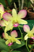 SRI LANKA, Kandy, Peradeniya Botanical Gardens, Orchid House, Dendrobium Orchids, SLK5008JPL