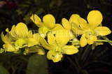 SRI LANKA, Kandy, Peradeniya Botanical Gardens, Orchid House, Dendrobium Orchids, SLK5029JPL
