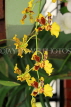 SRI LANKA, Kandy, Peradeniya Botanical Gardens, Orchid House, Oncidium Orchids, SLK4995JPL
