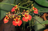 SRI LANKA, Kandy, Peradeniya Botanical Gardens, Orchid House, Oncidium Orchids, SLK4996JPL