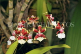 SRI LANKA, Kandy, Peradeniya Botanical Gardens, Orchid House, Oncidium Orchids, SLK4997JPL