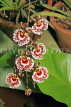 SRI LANKA, Kandy, Peradeniya Botanical Gardens, Orchid House, Oncidium Orchids, SLK4998JPL