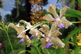 SRI LANKA, Kandy, Peradeniya Botanical Gardens, Orchid House, Oncidium Orchids, SLK5051JPL
