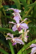 SRI LANKA, Kandy, Peradeniya Botanical Gardens, Orchid House, Oncidium Orchids, SLK5052JPL