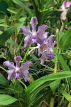 SRI LANKA, Kandy, Peradeniya Botanical Gardens, Orchid House, Oncidium Orchids, SLK5839JPL