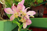 SRI LANKA, Kandy, Peradeniya Botanical Gardens, Orchid House, Orchids, SLK5035JPL