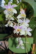 SRI LANKA, Kandy, Peradeniya Botanical Gardens, Orchid House, Orchids, SLK5037JPL