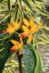 SRI LANKA, Kandy, Peradeniya Botanical Gardens, Orchid House, Orchids, SLK5042JPL