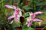 SRI LANKA, Kandy, Peradeniya Botanical Gardens, Orchid House, Orchids, SLK5043JPL