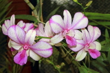 SRI LANKA, Kandy, Peradeniya Botanical Gardens, Orchid House, Orchids, SLK5044JPL