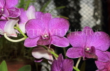SRI LANKA, Kandy, Peradeniya Botanical Gardens, Orchid House, Orchids, SLK5045JPL