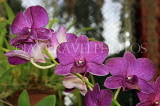 SRI LANKA, Kandy, Peradeniya Botanical Gardens, Orchid House, Orchids, SLK5046JPL