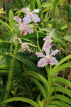 SRI LANKA, Kandy, Peradeniya Botanical Gardens, Orchid House, Orchids, SLK5053JPL