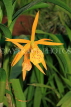 SRI LANKA, Kandy, Peradeniya Botanical Gardens, Orchid House, Orchids, SLK5054JPL