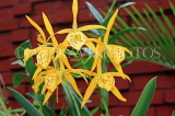 SRI LANKA, Kandy, Peradeniya Botanical Gardens, Orchid House, Orchids, SLK5055JPL